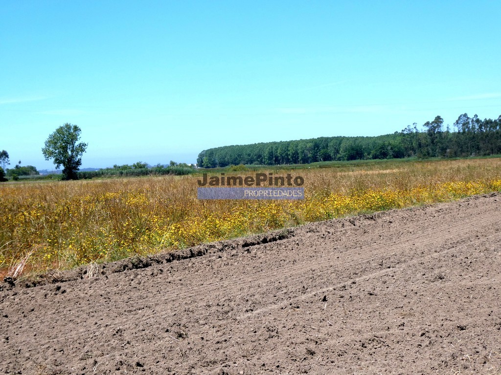 Terreno p/ moradia - ST - OVAR